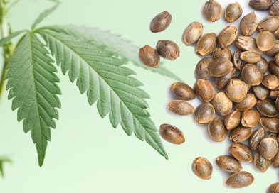 The Best CBD Seed Banks in the World and Their Top Offerings
