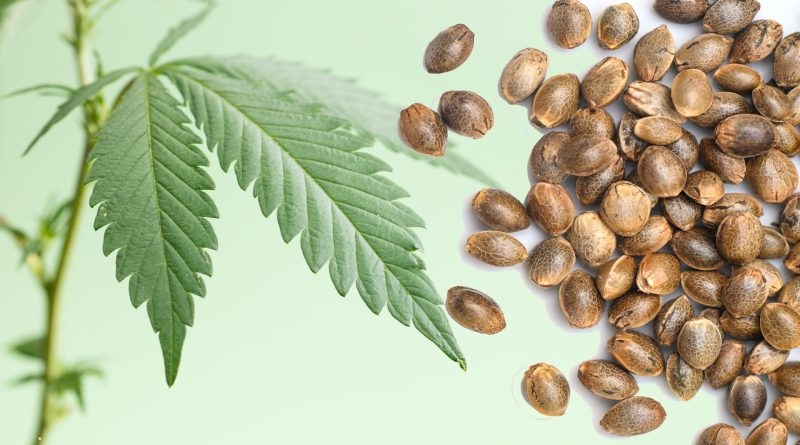The Best CBD Seed Banks in the World and Their Top Offerings