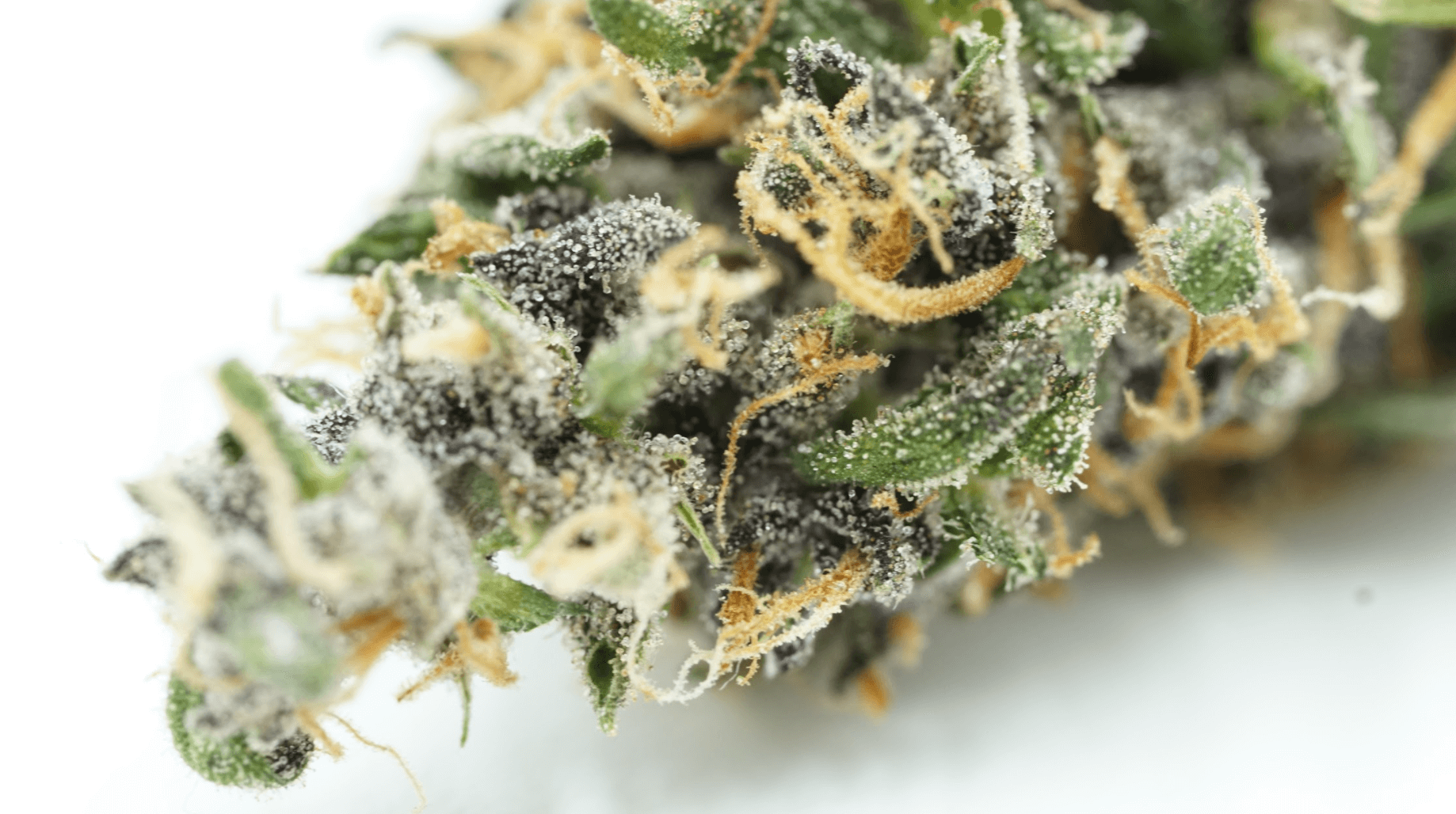Top 10 Cannabis Seed Banks Online