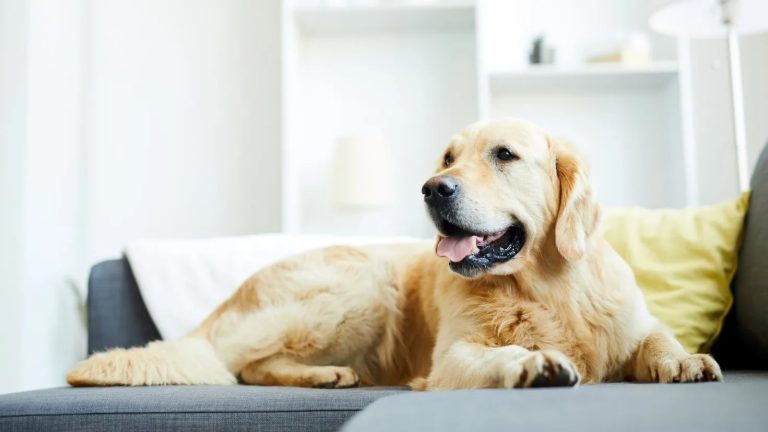 How could you find if your dog is nearing the end of its life?
