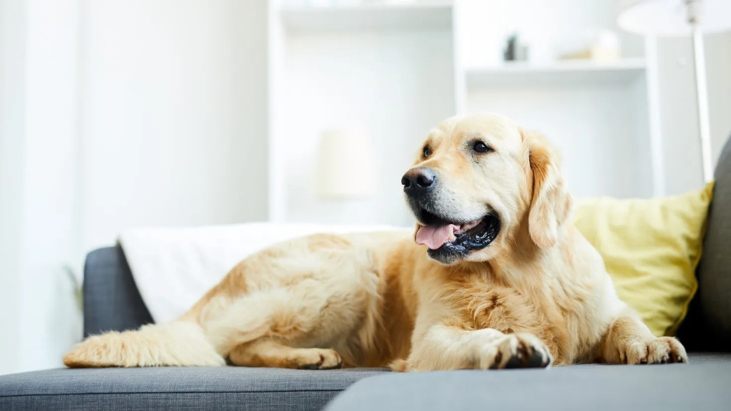 How could you find if your dog is nearing the end of its life?