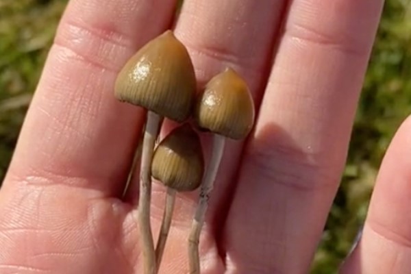 Envy Magic Mushrooms